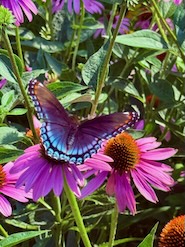 Butterfly on flowers